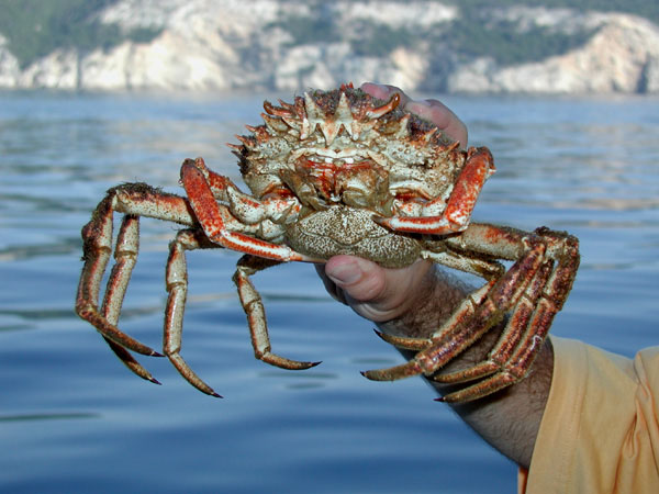 Decorater crab